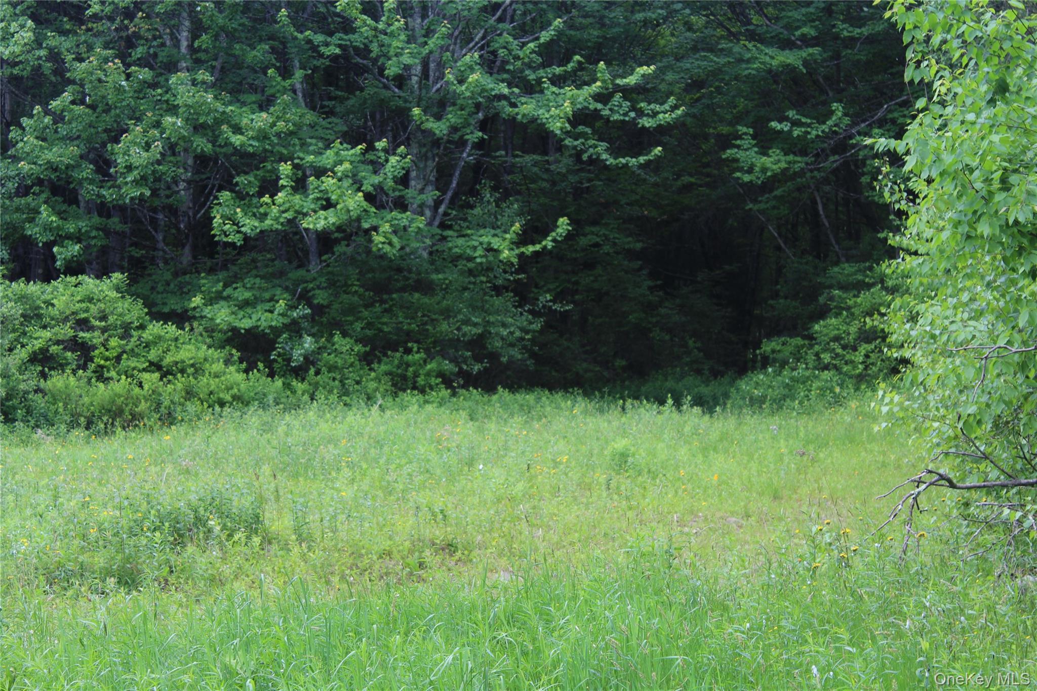 624 County Road Fremont Center, NY 12736 - Photo 31 of 40 Expansive green space featuring natural vegetation and mature trees