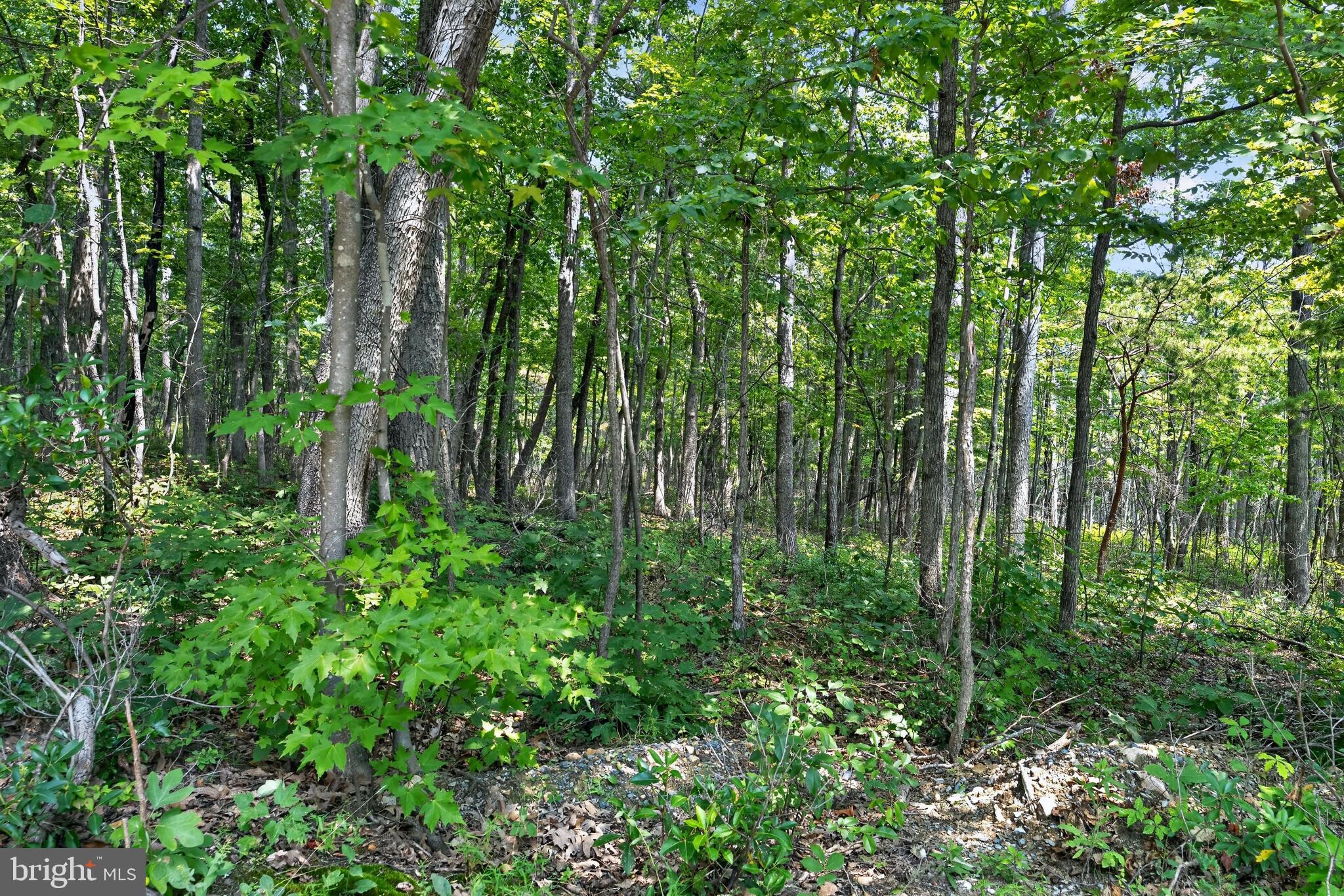 Indian Trail Road Luray, VA 22835 - Photo 9 of 23 Lush green forest inviting exploration.