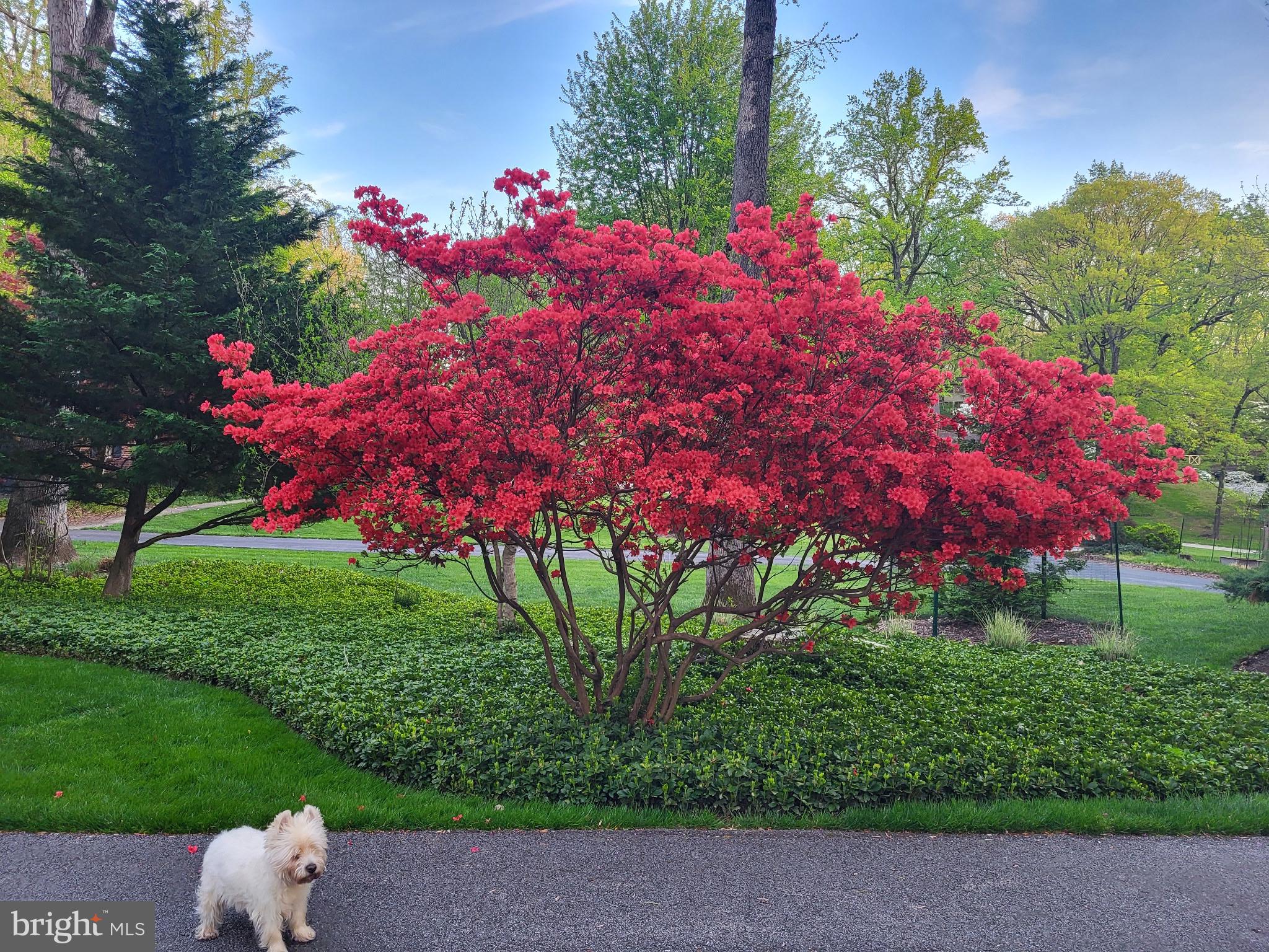 1403 Ellenglen Road Towson, MD 21286 - Photo 29 of 40 a front view of a house with lots of green space