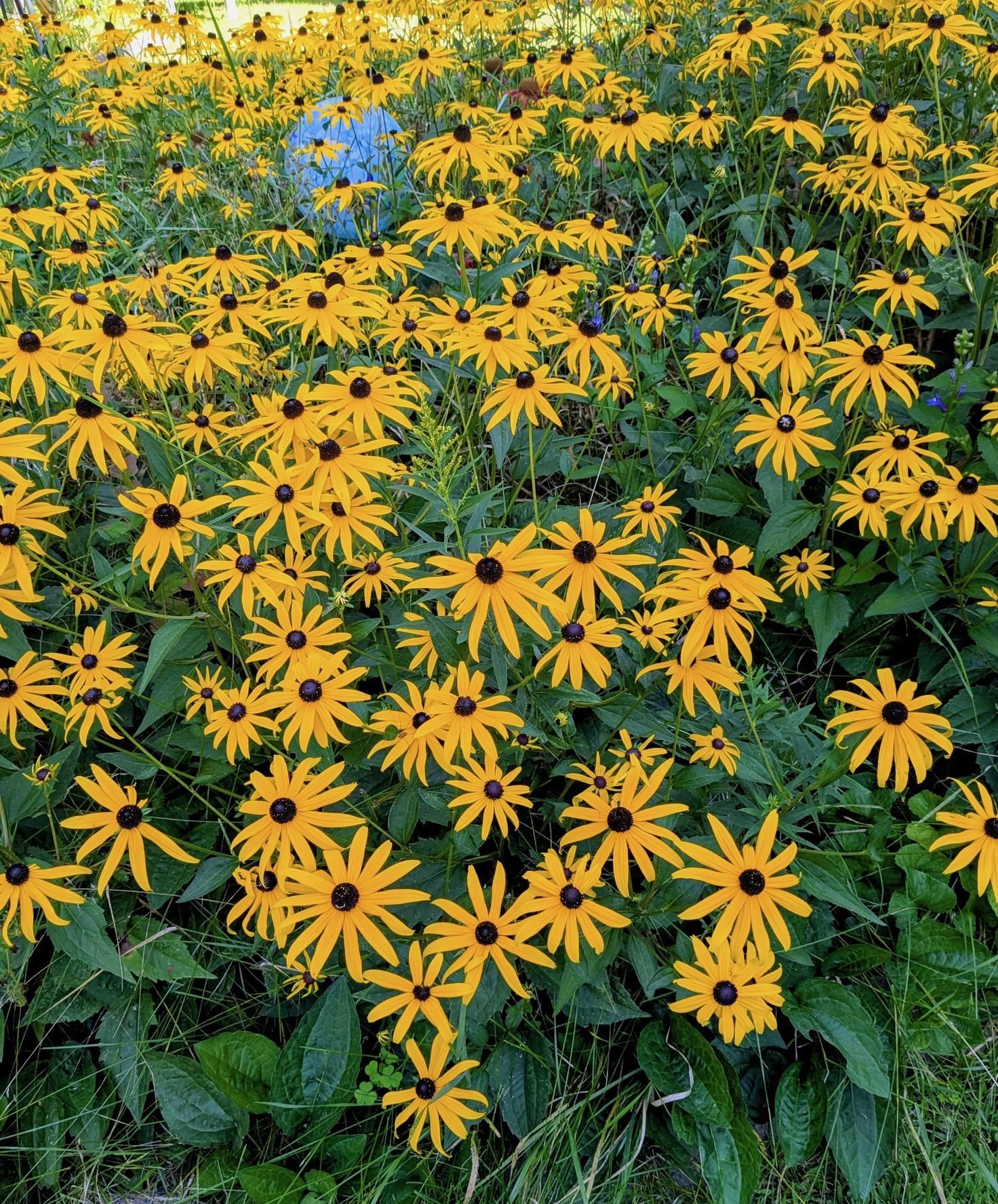 W551 Grouse Road Gleason, WI 54435 - Photo 49 of 51