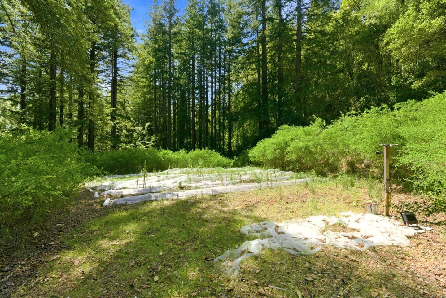 1460 Tucker Road Scotts Valley, CA 95066 - Photo 29 of 32 a view of a yard with plants and large trees
