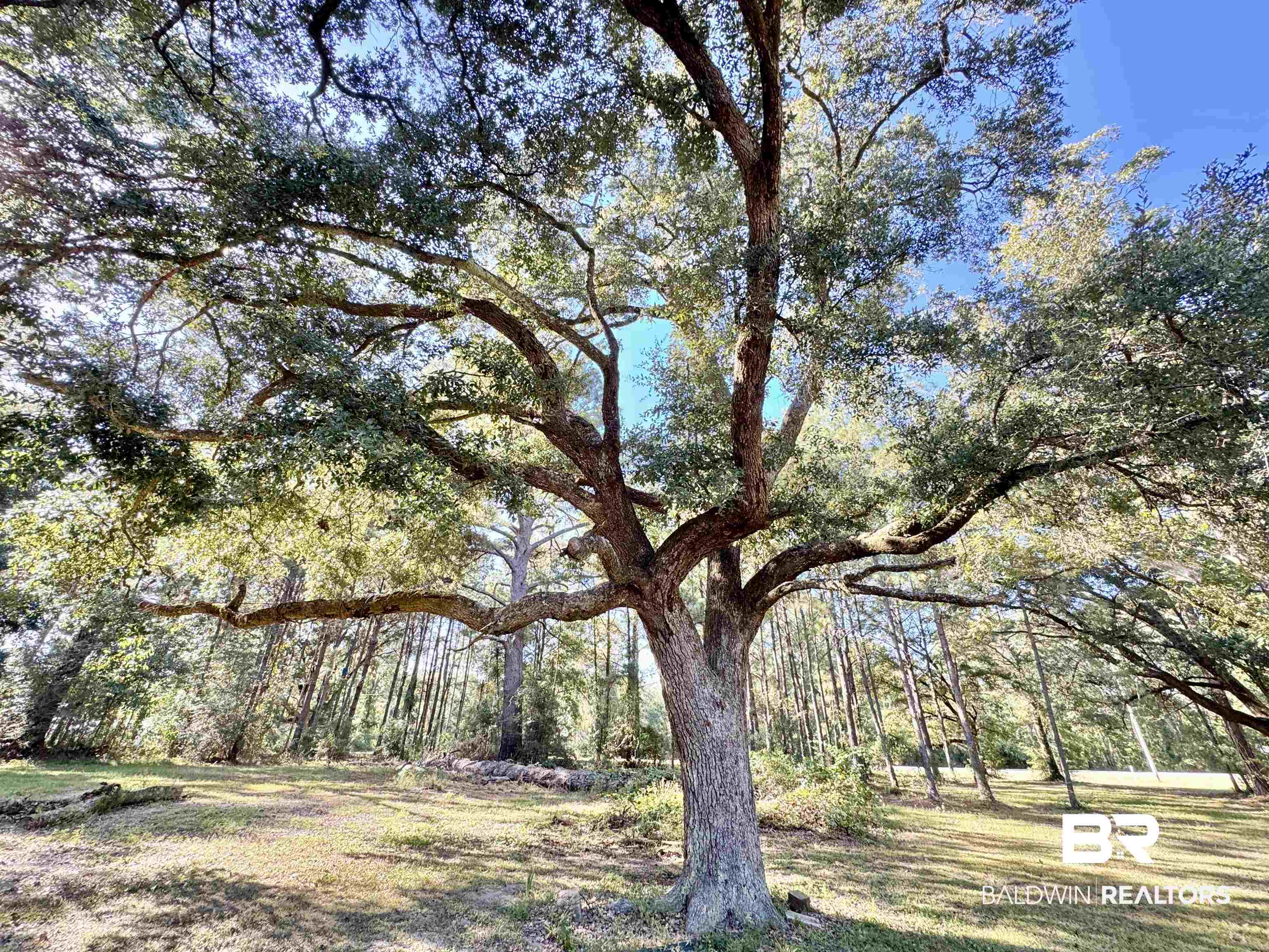 10846 County Road 138 Bay Minette, AL 36507 - Photo 12 of 53 View of yard