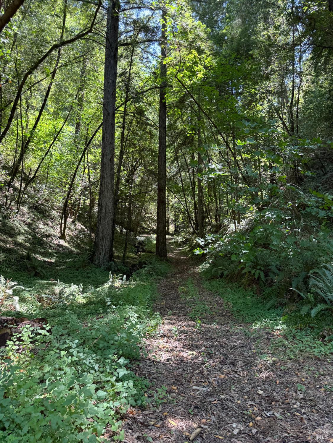 8781 Martinelli Road Forestville, CA 95436 - Photo 57 of 77