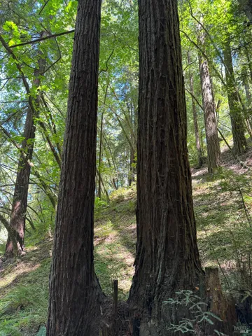 $3,195,000 | 8781 Martinelli Road, Forestville, CA 95436