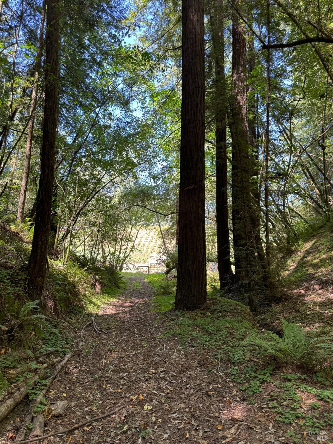 8781 Martinelli Road Forestville, CA 95436 - Photo 59 of 77