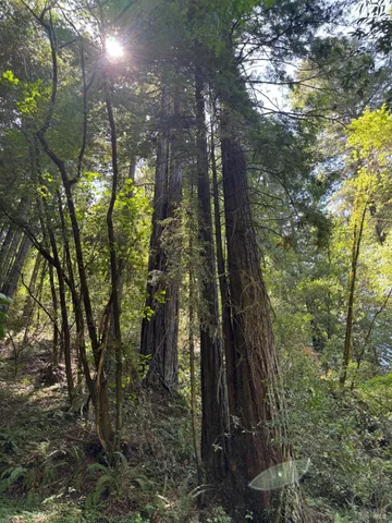 $3,195,000 | 8781 Martinelli Road, Forestville, CA 95436