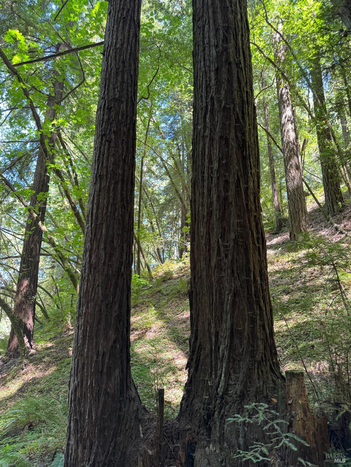 8781 Martinelli Road Forestville, CA 95436 - Photo 61 of 77