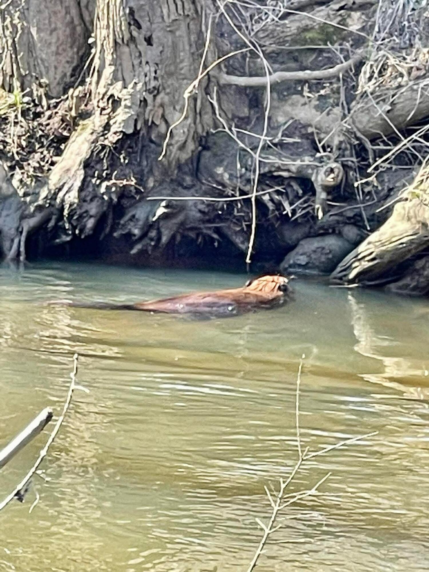 0 Grady Street Chesterton, IN 46304 - Photo 11 of 13 1500x2000