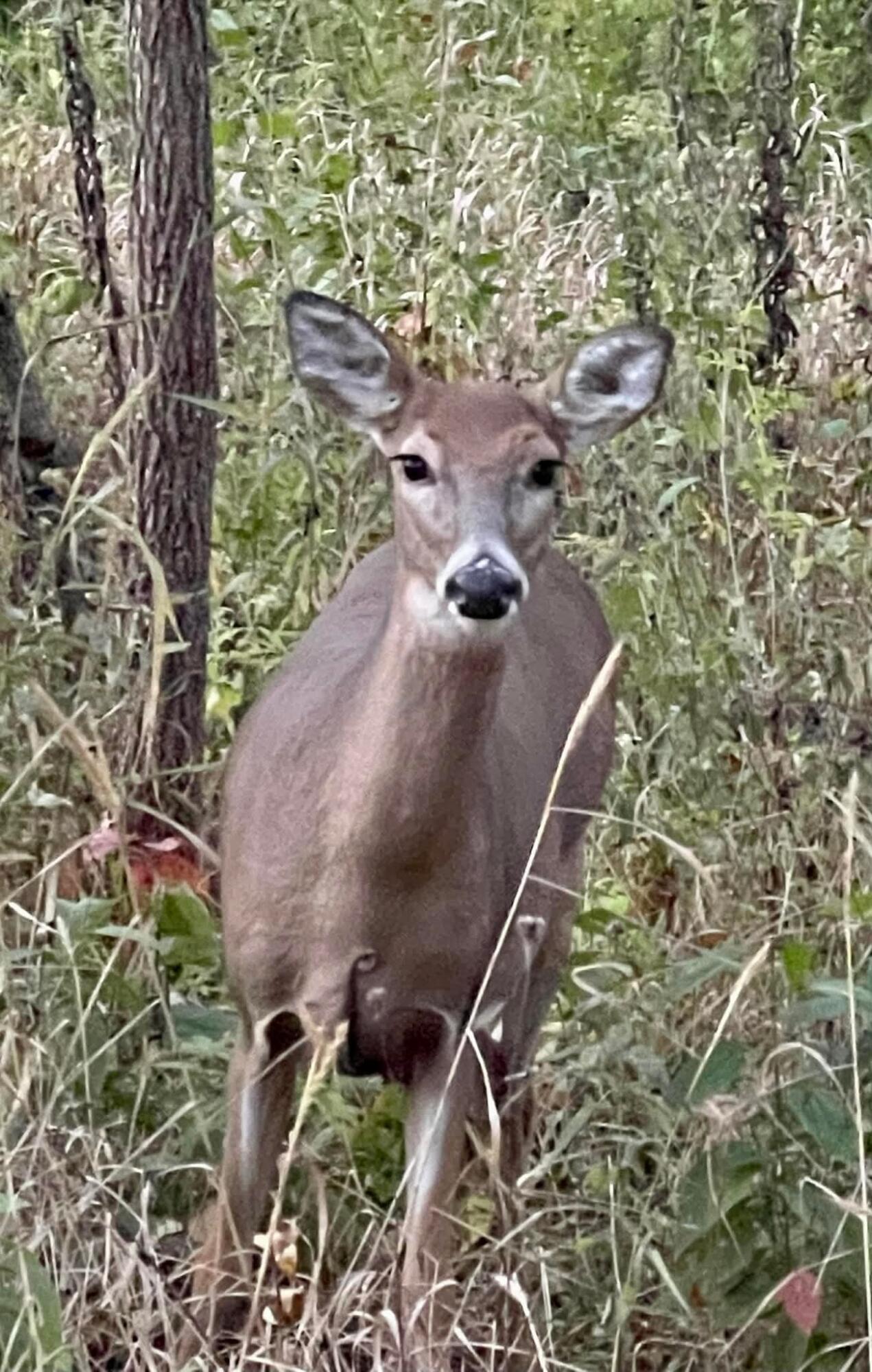 0 Grady Street Chesterton, IN 46304 - Photo 10 of 13 1271x2000