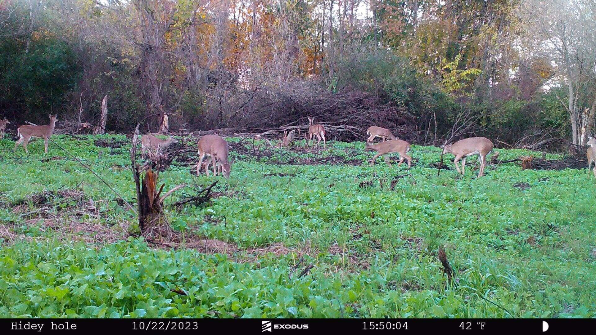 5121 Skuse Road Osseo, MI 49266 - Photo 28 of 32 sk30