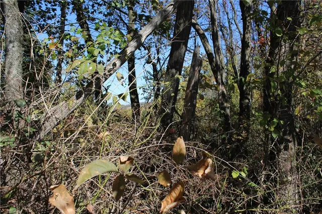 a view of a yard with a tree