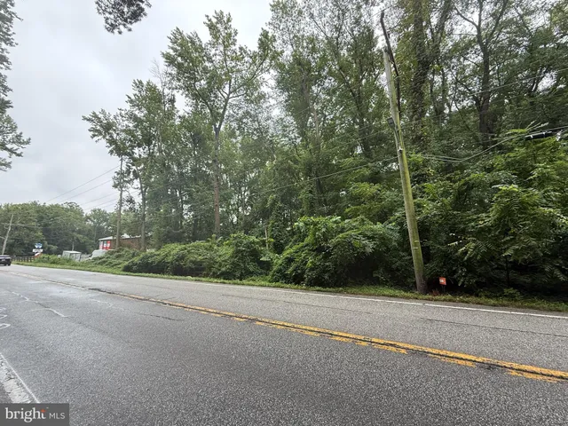 a view of a yard with plants and large trees