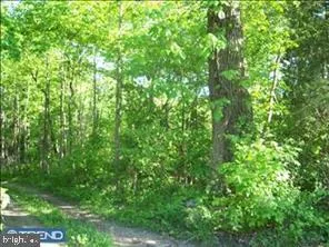 a view of a lush green forest