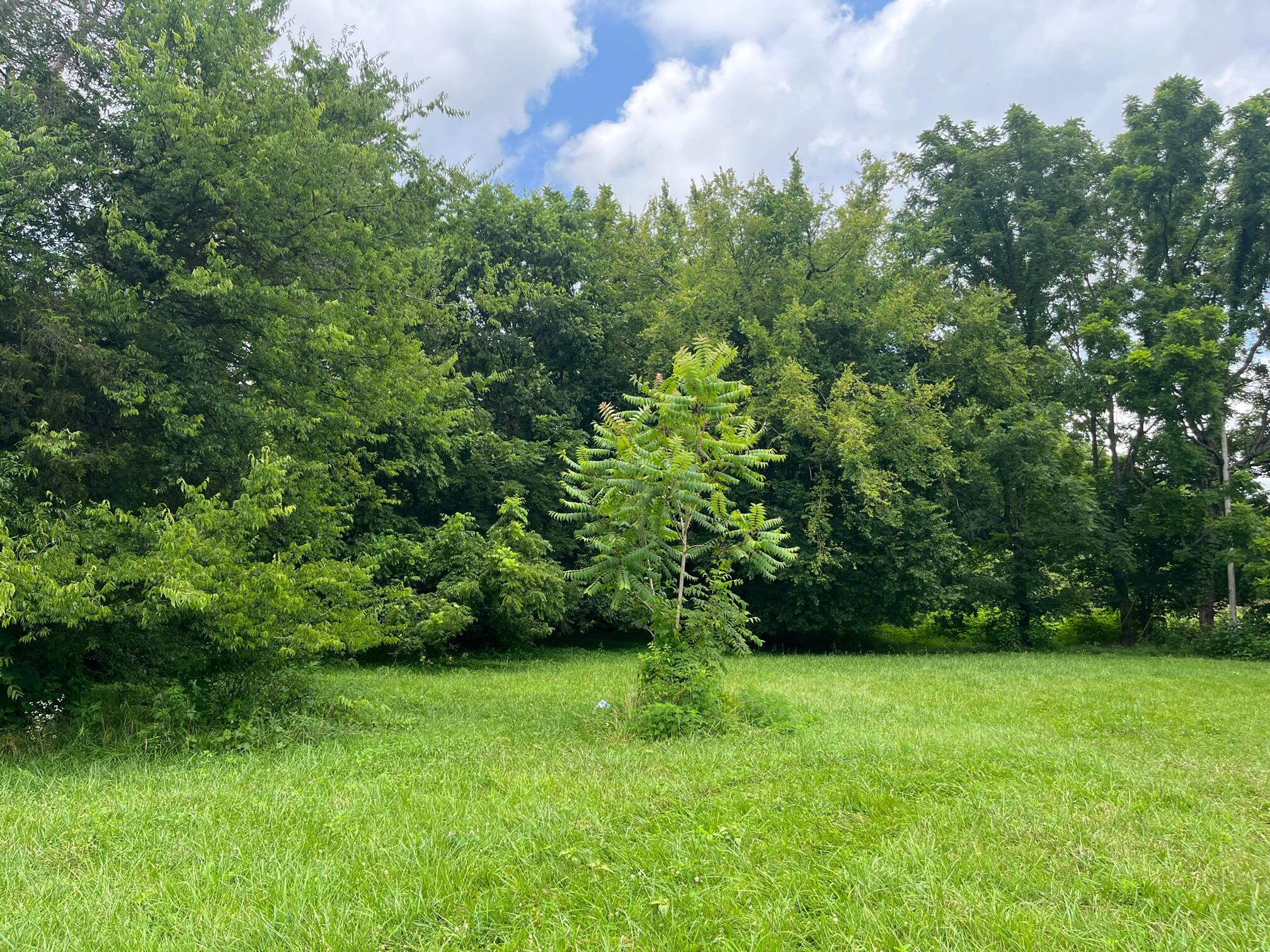 Tbd Gregg Mill Road Greeneville, TN 37743 - Photo 2 of 39 Summer field entrance