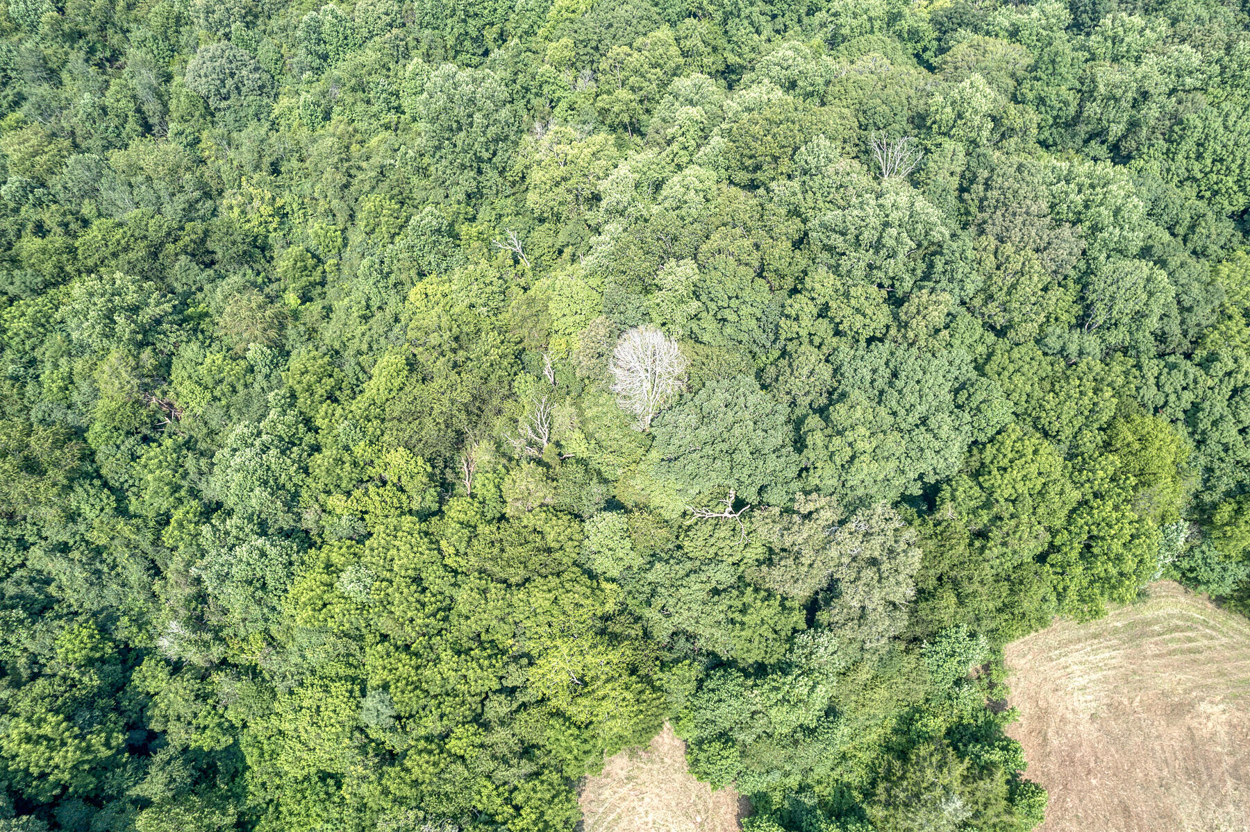 Tbd Gregg Mill Road Greeneville, TN 37743 - Photo 32 of 39 TBD Gregg Mill Rd 22
