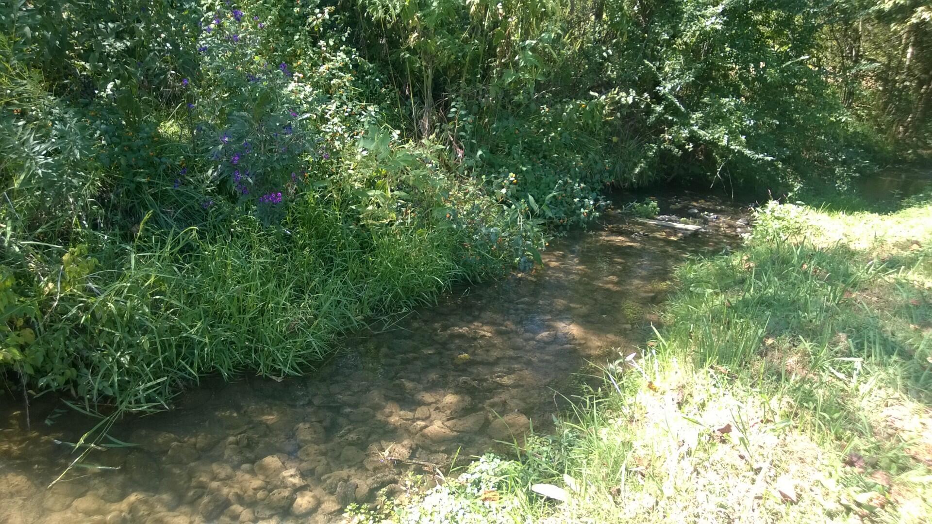 Tbd Gregg Mill Road Greeneville, TN 37743 - Photo 4 of 39 Summer creek