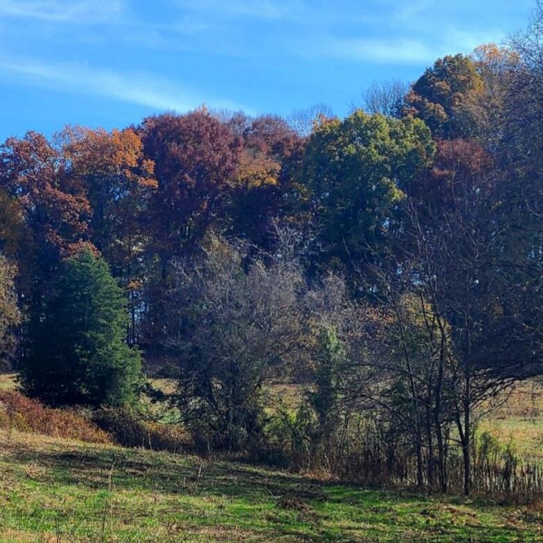 Tbd Gregg Mill Road Greeneville, TN 37743 - Photo 8 of 39 Fall field