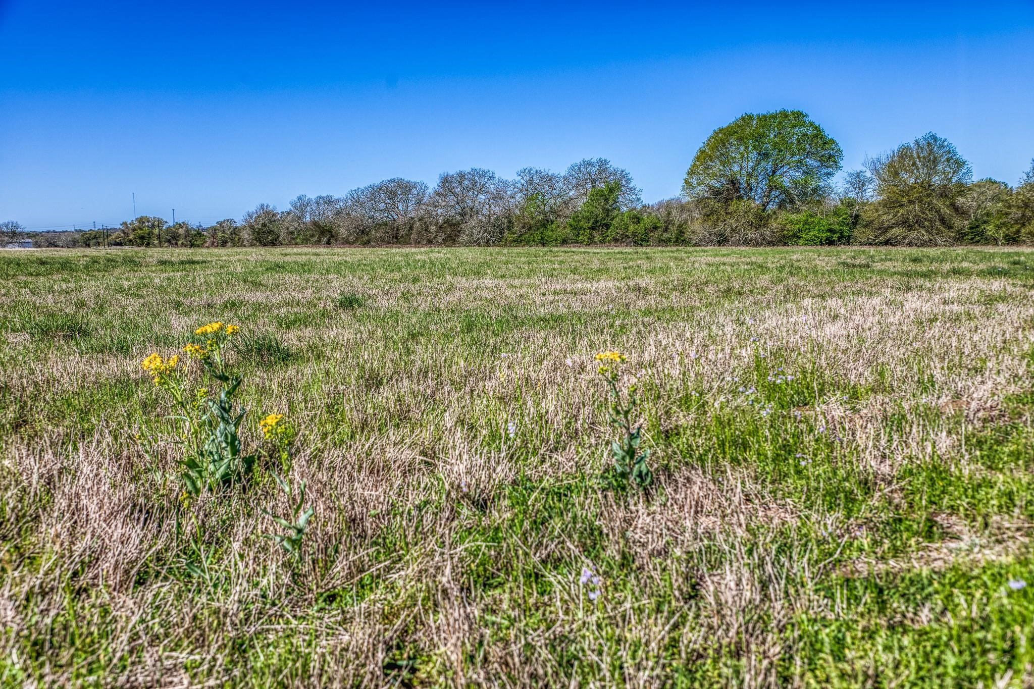 11646 Schuster Road Round Top, TX 78954 - Photo 5 of 8 a view of a field with a tree in the background