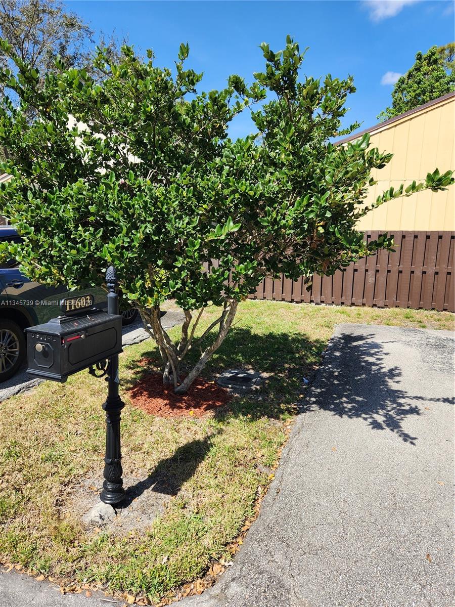 11603 Timbers Way Boca Raton, FL 33428 - Photo 42 of 48 a view of a yard with plants