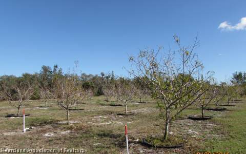 207 Cloverleaf Road Lake Placid, FL 33852 - Photo 23 of 24 Gallery Image 23