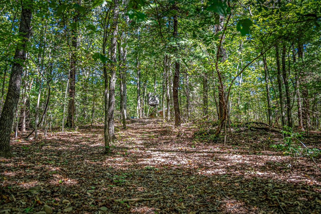 134 Ebenezer Road Ellijay, GA 30536 - Photo 85 of 85 5.79 acres of level and gentle rolling beautiful l