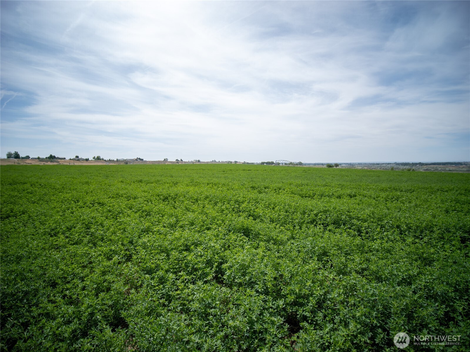 8708 Rd K Northeast Moses Lake, WA 98837 - Photo 22 of 40 a view of a big yard with plants and large trees