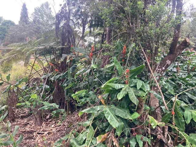 a backyard of a house with lots of trees