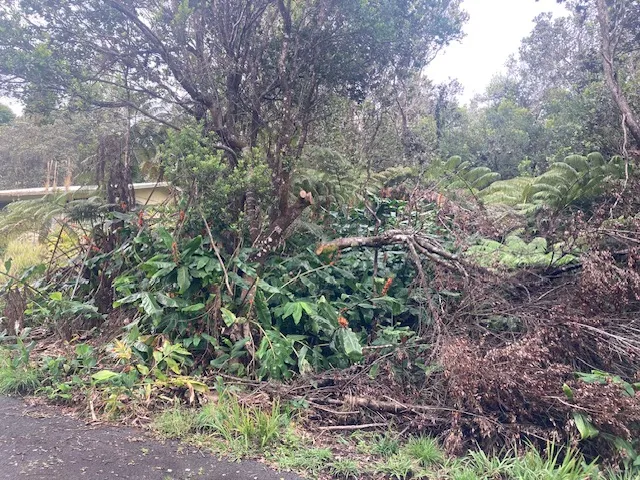 a view of a forest with large trees