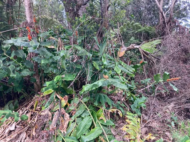 a backyard of a house with lots of trees