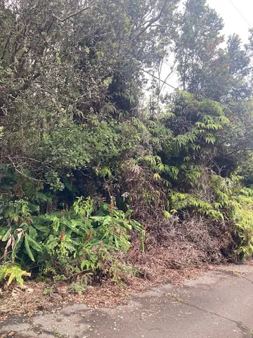 a view of a garden with plants