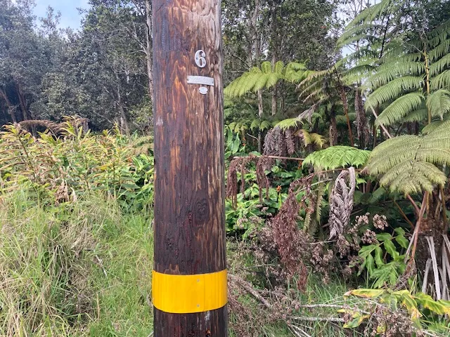 a view of a yard with plants