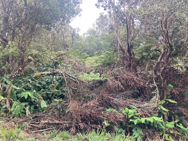 a view of a yard with a tree
