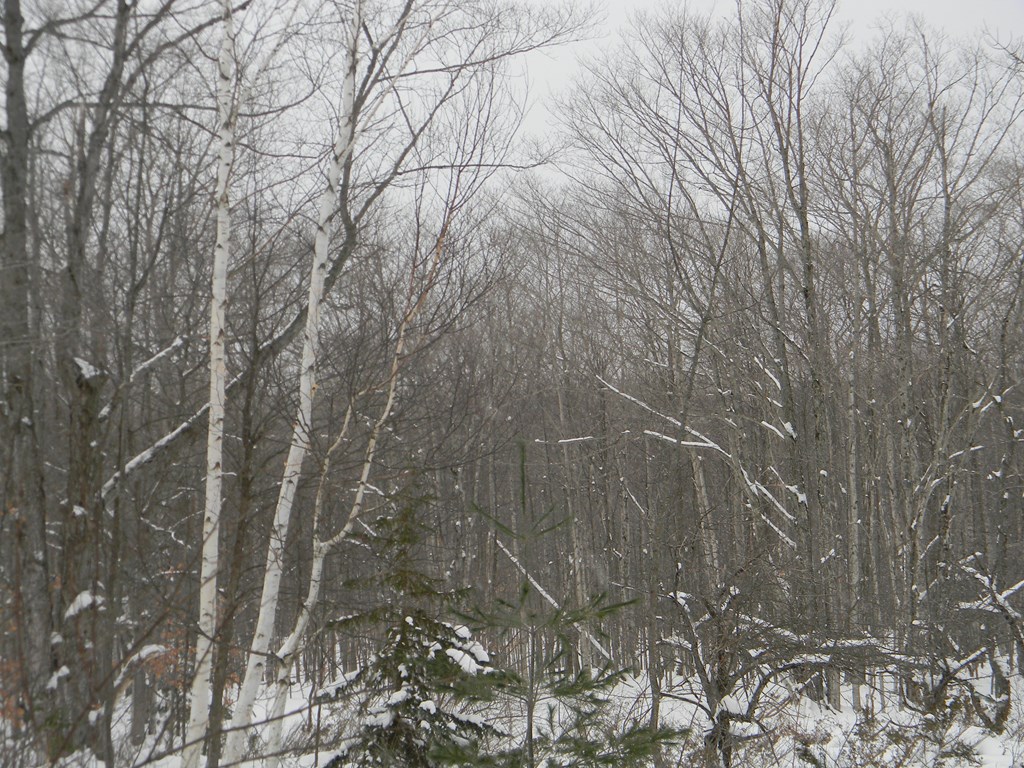 Maple Grove Road Fish Creek, WI 54212 - Photo 8 of 14