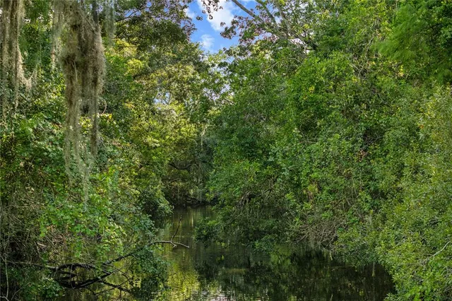 a view of a lush green forest