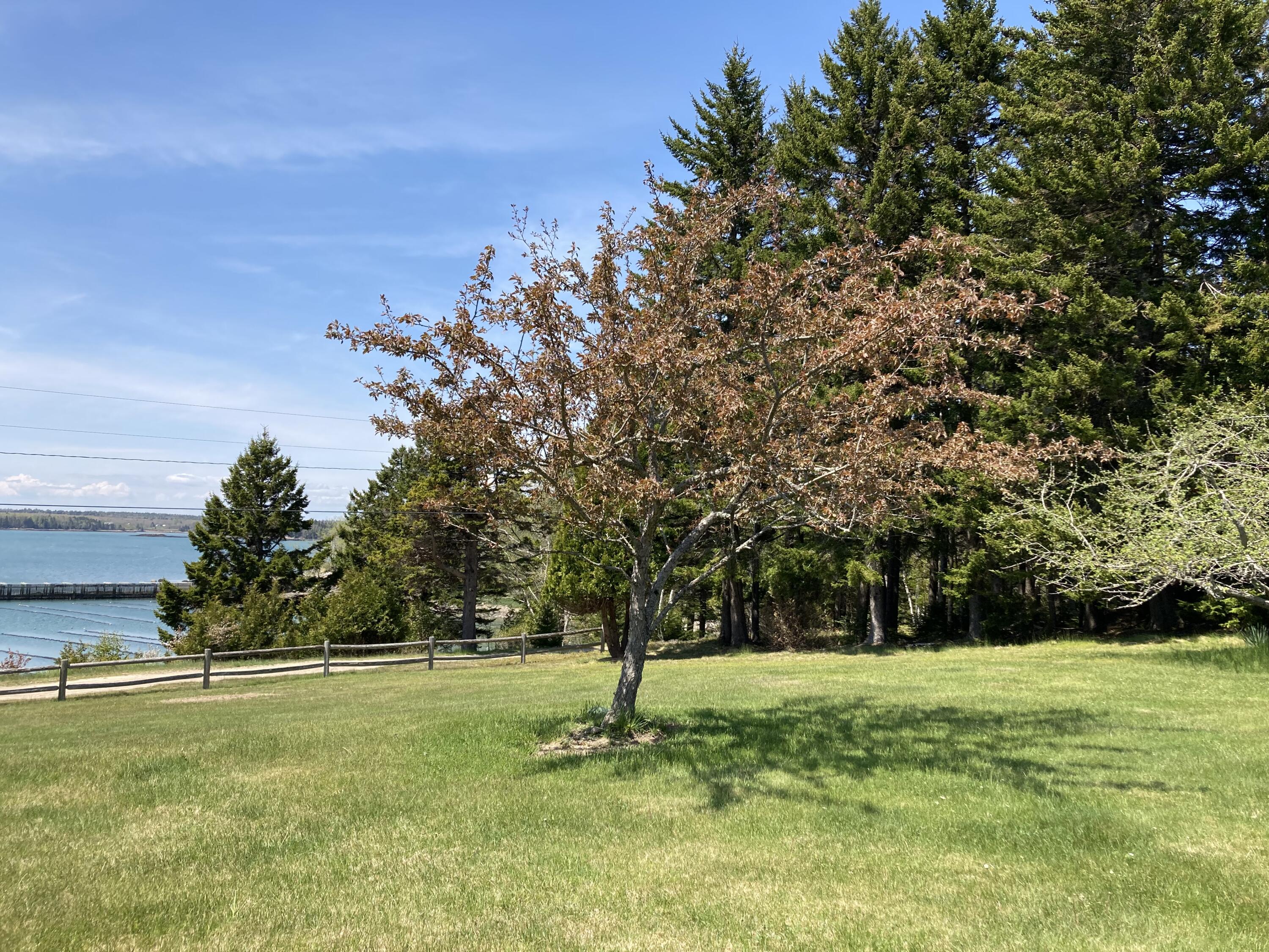 1 Francis Road Steuben, ME 04680 - Photo 3 of 30 North side of lawn.