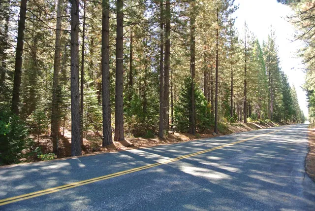 a view of a tree with trees