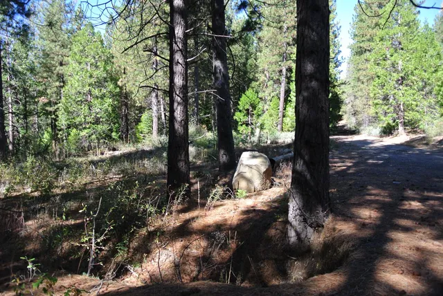 a view of a tree in the forest