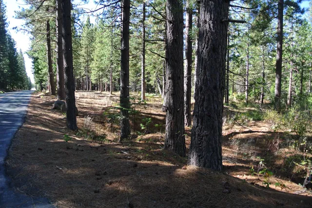 a view of backyard with table and chairs and a large tree