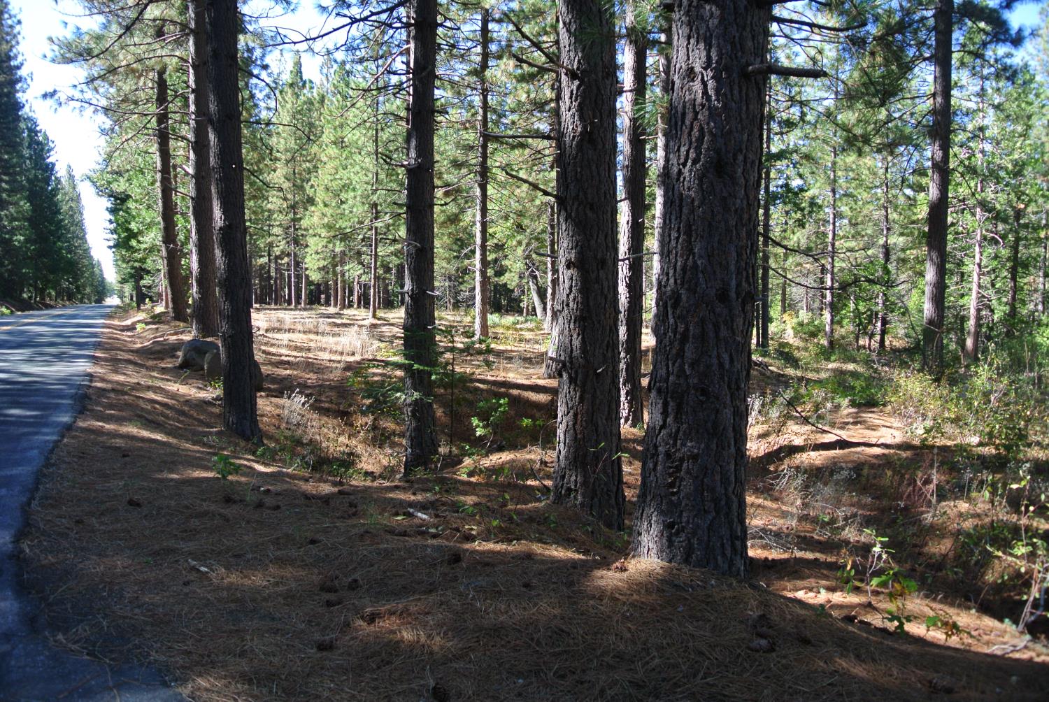 43 Foresthill Road Foresthill, CA 95631 - Photo 14 of 16 a view of a tree in the forest