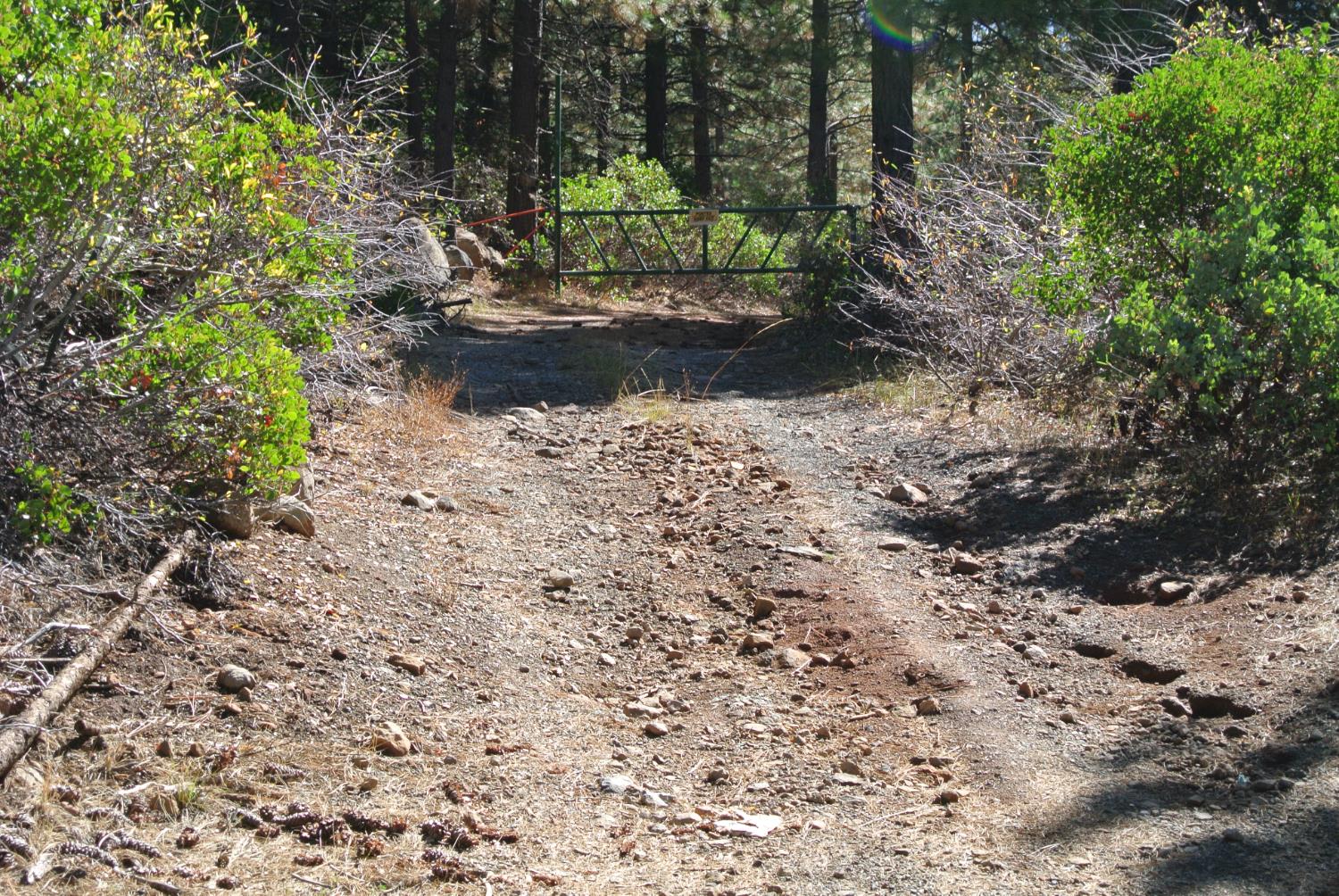 43 Foresthill Road Foresthill, CA 95631 - Photo 16 of 16 a view of a yard with plants and large trees
