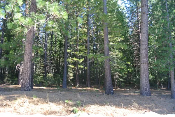 a view of a yard with plants and trees