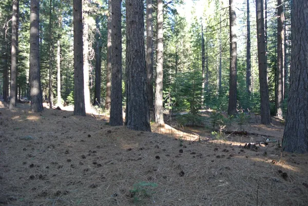 a view of a forest with trees in the background