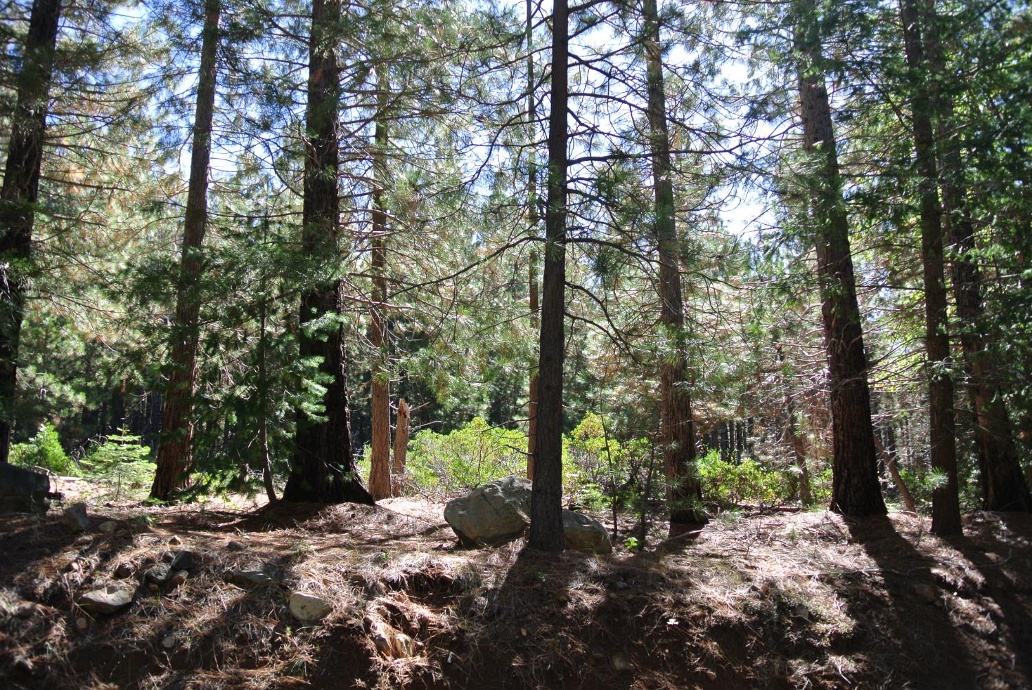 43 Foresthill Road Foresthill, CA 95631 - Photo 4 of 16 a view of a forest with trees