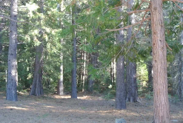 a view of outdoor space and trees