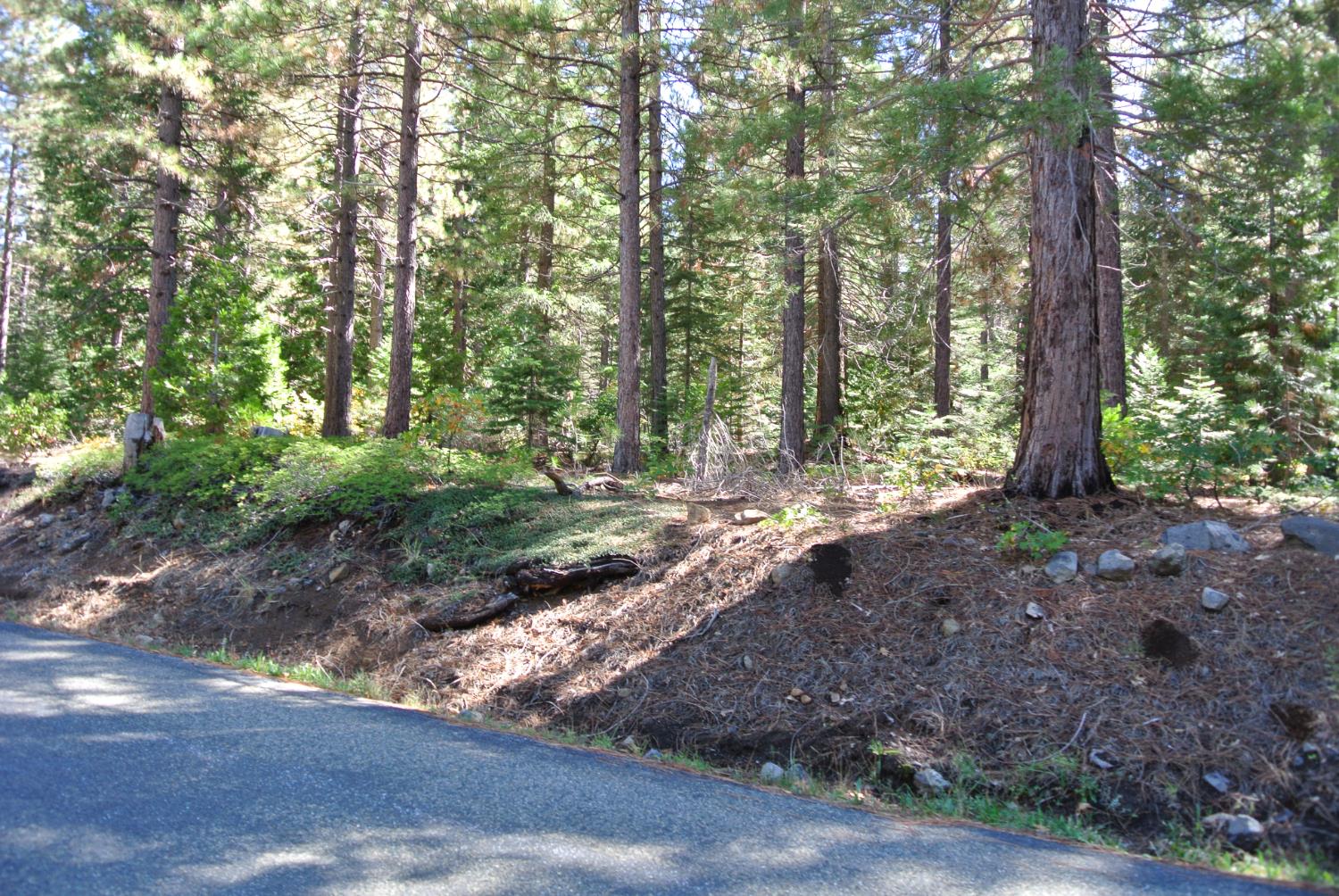43 Foresthill Road Foresthill, CA 95631 - Photo 6 of 16 a view of outdoor space and trees