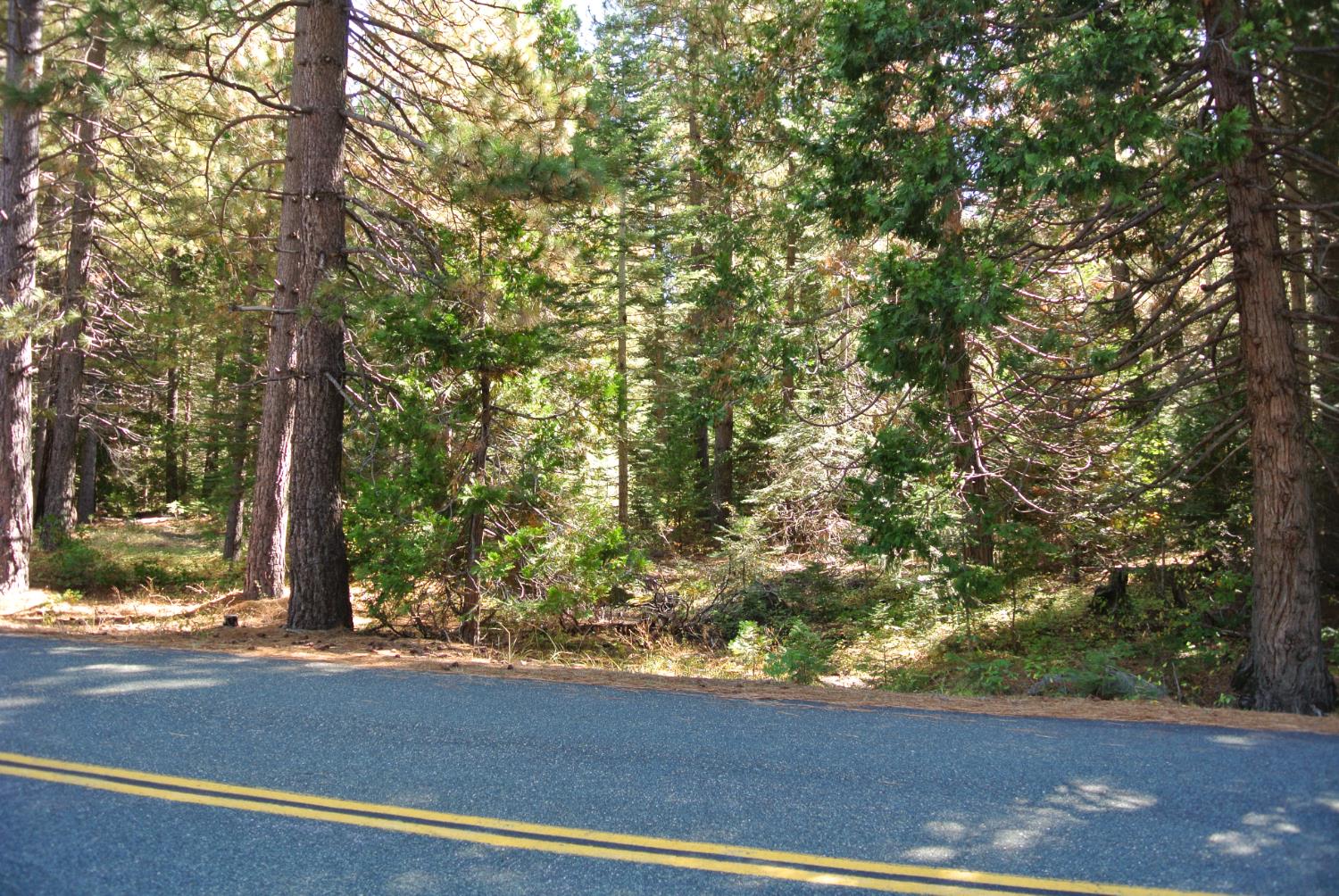 43 Foresthill Road Foresthill, CA 95631 - Photo 9 of 16 a view of a tree in a yard