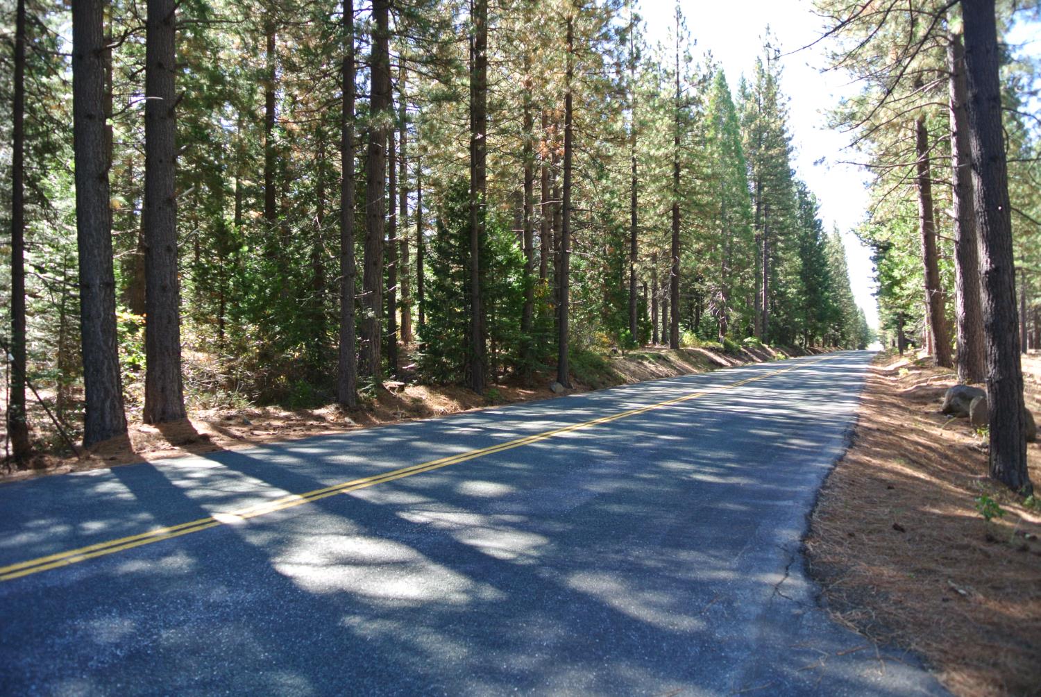 43 Foresthill Road Foresthill, CA 95631 - Photo 10 of 16 a view of a tree with yard