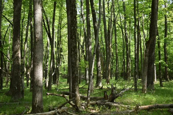 $169,000 | 2186 88th Street, Idlewild, MI 49642