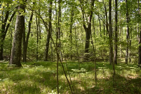 $169,000 | 2186 88th Street, Idlewild, MI 49642