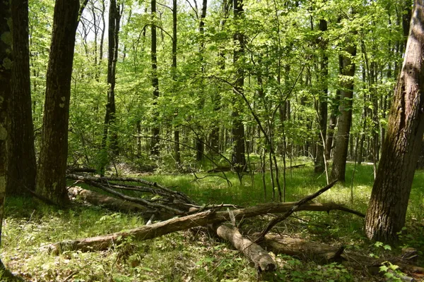 $169,000 | 2186 88th Street, Idlewild, MI 49642